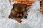 Kleine pomeriaan pomeranian keesje, Keeshond, CDV (hondenziekte), 8 tot 15 weken, Meerdere