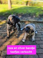 Kangal pups, Dieren en Toebehoren, 8 tot 15 weken, Meerdere, Meerdere dieren, Herder