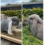 Koppel franse hangoren, ram gecastreerd, Dieren en Toebehoren, Meerdere dieren, Groot, Hangoor, 0 tot 2 jaar