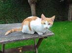 Kitten (katertje), Dieren en Toebehoren, Kater, Kortharig, 0 tot 2 jaar