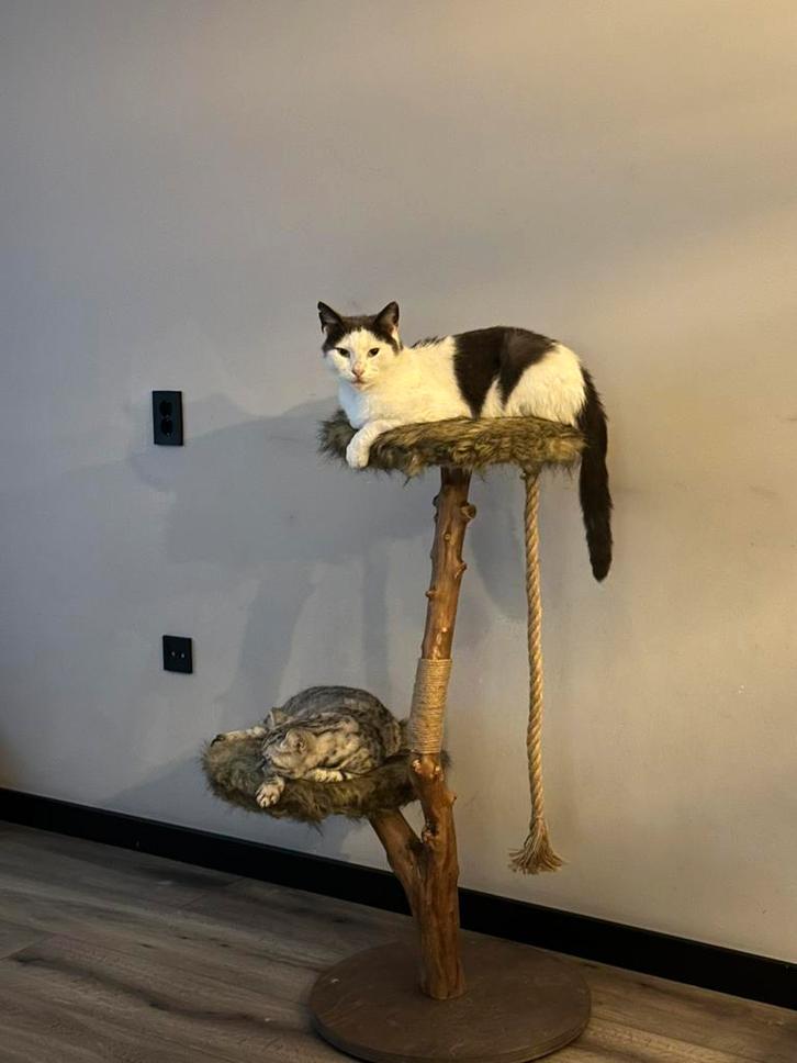 Luxe Krabmeubel – Designed by Lotte Elora – Natuurlijk Hout, Dieren en Toebehoren, Katten-accessoires, Zo goed als nieuw, Ophalen