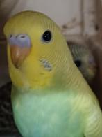 Om tam te maken, Dieren en Toebehoren, Vogels | Parkieten en Papegaaien, Geslacht onbekend, Dwergpapegaai of Agapornis, Tam