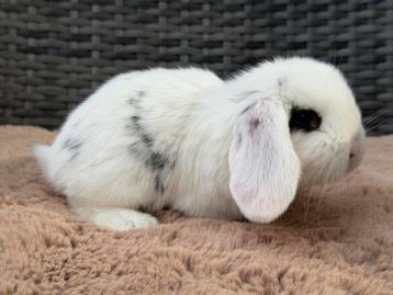 Schattige jonge Franse Hangoor baby konijntjes beschikbaar voor biedingen