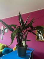 Grote Olifantoor (Alocasia Lauterbachiana), Huis en Inrichting, Kamerplanten, Groene kamerplant, Ophalen, Halfschaduw, Minder dan 100 cm