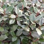 Leibomen ACTIE! Lei olijfwilg - Elaeagnus ebbingei lei boom, Tuin en Terras, Planten | Bomen, Ophalen of Verzenden, Zomer, Volle zon