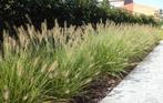 Pennisetum soortjes in p9 pot, Ophalen, Siergrassen, Volle zon