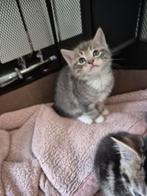 1kitten, Dieren en Toebehoren