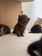 Kittens pure cinnamon british shorthair and british longhair, Dieren en Toebehoren, Katten en Kittens | Overige Katten, Poes, 0 tot 2 jaar