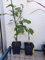 Lampionplant, Ophalen, Zomer, Overige soorten, Volle zon