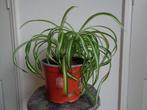 grote graslelie KRULGRASLELIE Chlorophytum comosum BONNIE, Ophalen, In pot, Halfschaduw, Minder dan 100 cm