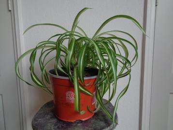 grote graslelie KRULGRASLELIE Chlorophytum comosum BONNIE beschikbaar voor biedingen