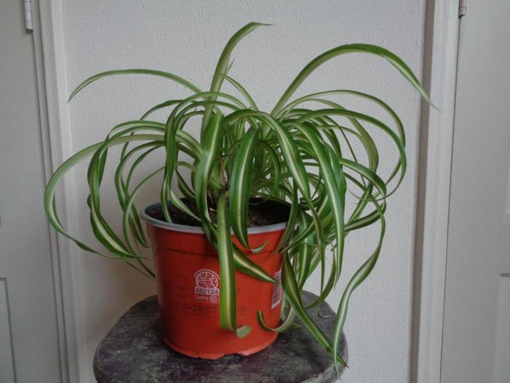grote graslelie KRULGRASLELIE Chlorophytum comosum BONNIE, Huis en Inrichting, Kamerplanten, Minder dan 100 cm, Halfschaduw, In pot