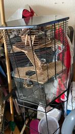 Hamster kooi, Minder dan 60 cm, Kooi, Minder dan 75 cm, Ophalen of Verzenden