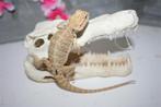 Hypo Trans Citrus Baardagaam Bearded Dragons HypoTrans, Dieren en Toebehoren, Reptielen en Amfibieën, Hagedis, Tam, 0 tot 2 jaar