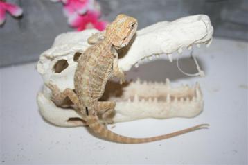 Hypo Trans Citrus Baardagaam Bearded Dragons HypoTrans beschikbaar voor biedingen