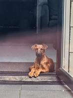 Dobberman x Rhodesian Rhidgeback Puppy, Dieren en Toebehoren, Honden | Niet-rashonden, 15 weken tot 1 jaar, Reu, Eén hond, Middel