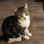 Gratis kittens, Dieren en Toebehoren, Kater