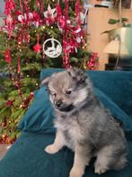 Pomerian pup(teef), Dieren en Toebehoren, Honden | Poolhonden, Keeshonden en Oertypen, Overige rassen, 8 tot 15 weken, Teef, Eén hond