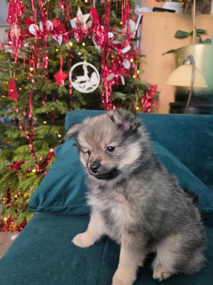 Pomerian pup(teef), Dieren en Toebehoren, Honden | Poolhonden, Keeshonden en Oertypen, Teef, Overige rassen, Particulier, Eén hond