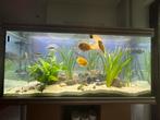 Aquatlantis aquarium 150cm breed zonder inhoud, Ophalen, Gebruikt, Leeg aquarium