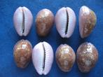 Schelpen: Cypraea poraria L. gem 14-21mm, Verzenden, Schelp(en)