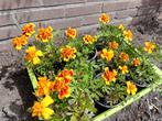 Afrikaantjes geel met rood hartje, Tuin en Terras, Bloembollen en Zaden, Ophalen of Verzenden