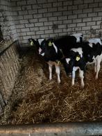 2x zwartb stieren €550/st, Dieren en Toebehoren, Meerdere dieren, 0 tot 2 jaar