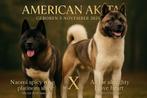 American akita pups verwacht uit uitgebreid geteste ouders, Nederland, Overige rassen, 8 tot 15 weken, CDV (hondenziekte)