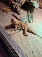 Terrarium met baardagaam, Dieren en Toebehoren, Reptielen en Amfibieën, Hagedis