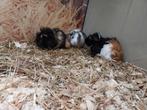 Hele leuke cavia beertjes, Juni, Mannelijk, Cavia