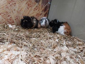Hele leuke cavia beertjes  beschikbaar voor biedingen