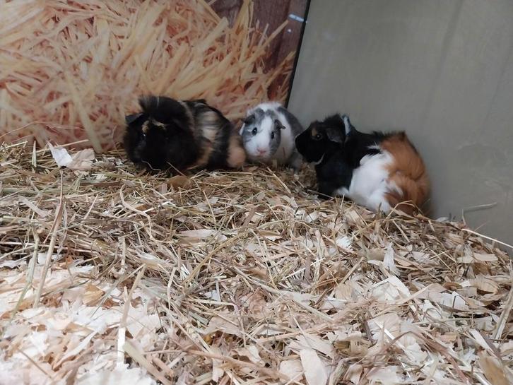 Hele leuke cavia beertjes, Dieren en Toebehoren, Knaagdieren, Mannelijk, Cavia, Juni