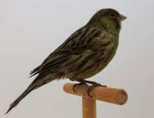 Prachtige zwart kobalt kanarie TT kwaliteit, Dieren en Toebehoren, Vogels | Kanaries, Meerdere dieren