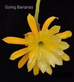 cactus - Epiphyllum Going Bananas, Ophalen of Verzenden, Cactus, Volle zon, Minder dan 100 cm