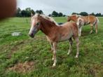 Haflinger merrieveulen, Merrie, Minder dan 160 cm, Recreatiepaard, 0 tot 2 jaar