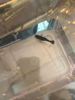 Zwarten vis, Dieren en Toebehoren, Vissen | Aquariumvissen, Vis