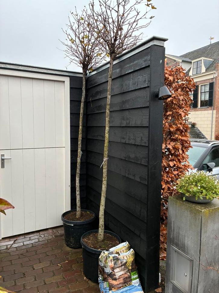 2 liquidambars/ amberbomen, Tuin en Terras, Planten | Bomen, Bolboom, 250 tot 400 cm, Halfschaduw, In pot, Ophalen