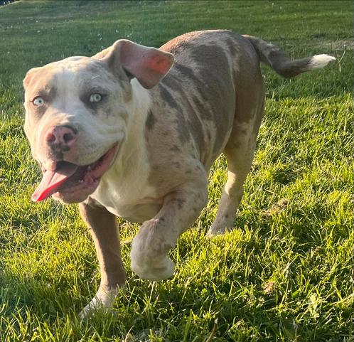 XXL Merle American bully pups, Dieren en Toebehoren, Honden | Bulldogs, Pinschers en Molossers, Meerdere dieren, Overige rassen