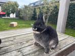 Lieve dwergkonijntjes te koop, Dieren en Toebehoren, Katten en Kittens | Overige Katten, Meerdere dieren