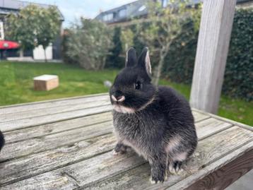 Lieve dwergkonijntjes te koop beschikbaar voor biedingen