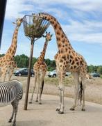 4x Ticket Safaripark Beekse Bergen, Tickets en Kaartjes, Drie personen of meer, Ticket of Toegangskaart