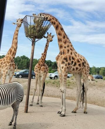 4x Ticket Safaripark Beekse Bergen  beschikbaar voor biedingen