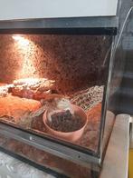 Baardagame, Dieren en Toebehoren, Reptielen en Amfibieën, 3 tot 6 jaar