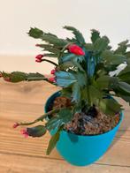 Cactus in pot, Ophalen, Halfschaduw, Minder dan 100 cm, Bloeiende kamerplant