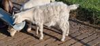 2 angora kruising zusjes., Vrouwelijk, Geit, 0 tot 2 jaar