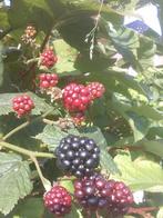 Div rubus soorten, Tuin en Terras, Zomer, Ophalen, Volle zon