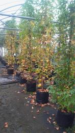 Erg mooie zuilamberboom 8-10, Tuin en Terras, Planten | Bomen, In pot, Zuilboom, Volle zon, 250 tot 400 cm