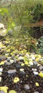 Helena baby slakken, Ophalen, Nieuw, Overige typen