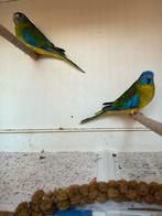 Koppel turquoisine parkieten, Dieren en Toebehoren, Vogels | Parkieten en Papegaaien, Meerdere dieren, Parkiet, Geringd