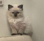 100% ragdoll kittens met garantie, Dieren en Toebehoren, Katten en Kittens | Raskatten | Langhaar, Meerdere dieren, Ontwormd